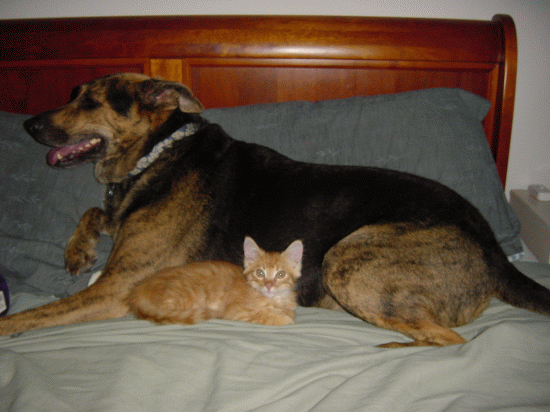 Cat and Dog.gif